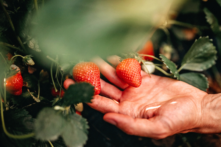 Erdbeeren