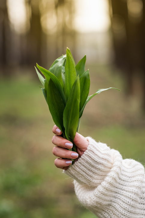 Bärlauch sammeln in Mittelfranken 